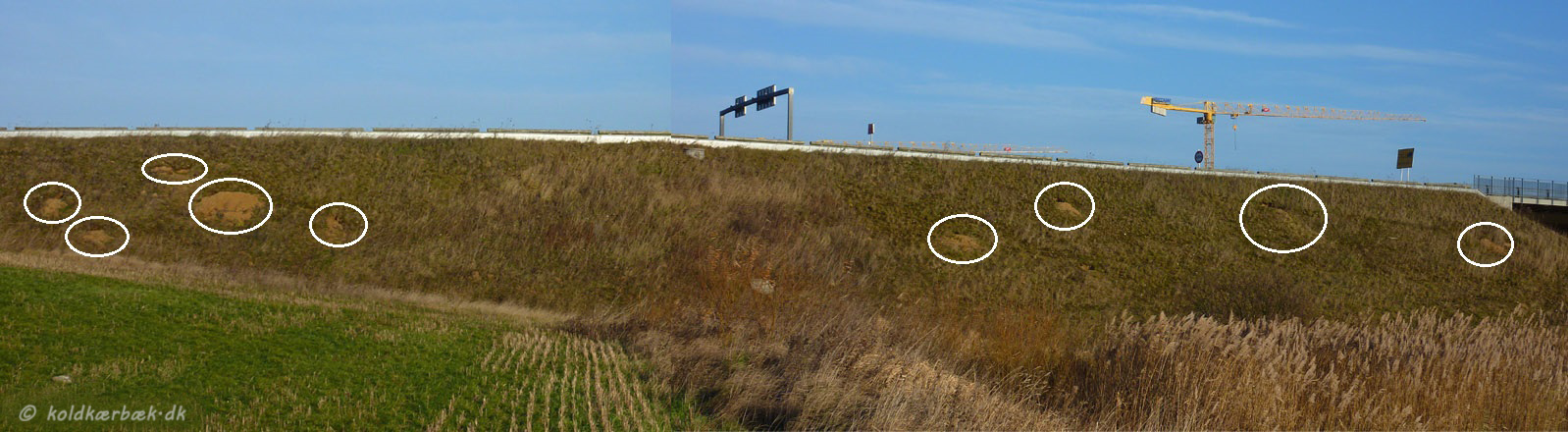 Ræve og Grævlingegrave tæt på Koldkær Bæk. 1-12-2013. Kun ca. 200 m nord for Koldkær Bæks's udløb i Egå, går Søftenmotervejen hen over Egå. Der er kørt i tusindevis af kubikmeter stabilt grus på, for at sikre en passende vejhøjde over åen. Det er noget Rævene og sandsynligvis også Grævling har udnyttet. Det er nemt at grave gange i det stabile grus. Ca. 10 grave er det blevet til. Dog er de ikke særlig stabile - nogle grave ser ud til at være styrtet sammen :-( 